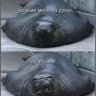 cranky